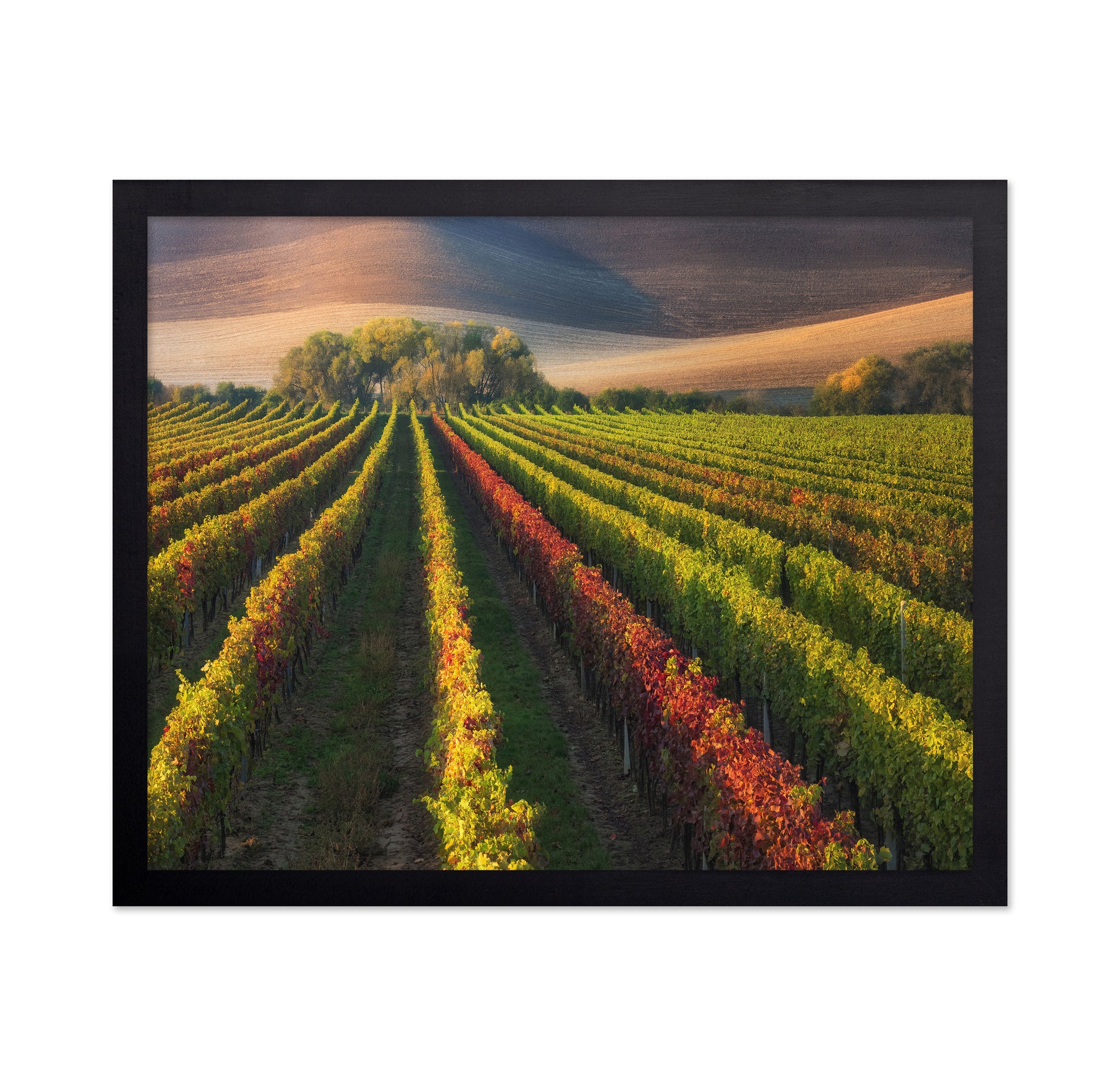 Vineyard in Autumn