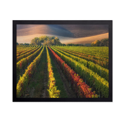 Vineyard in Autumn