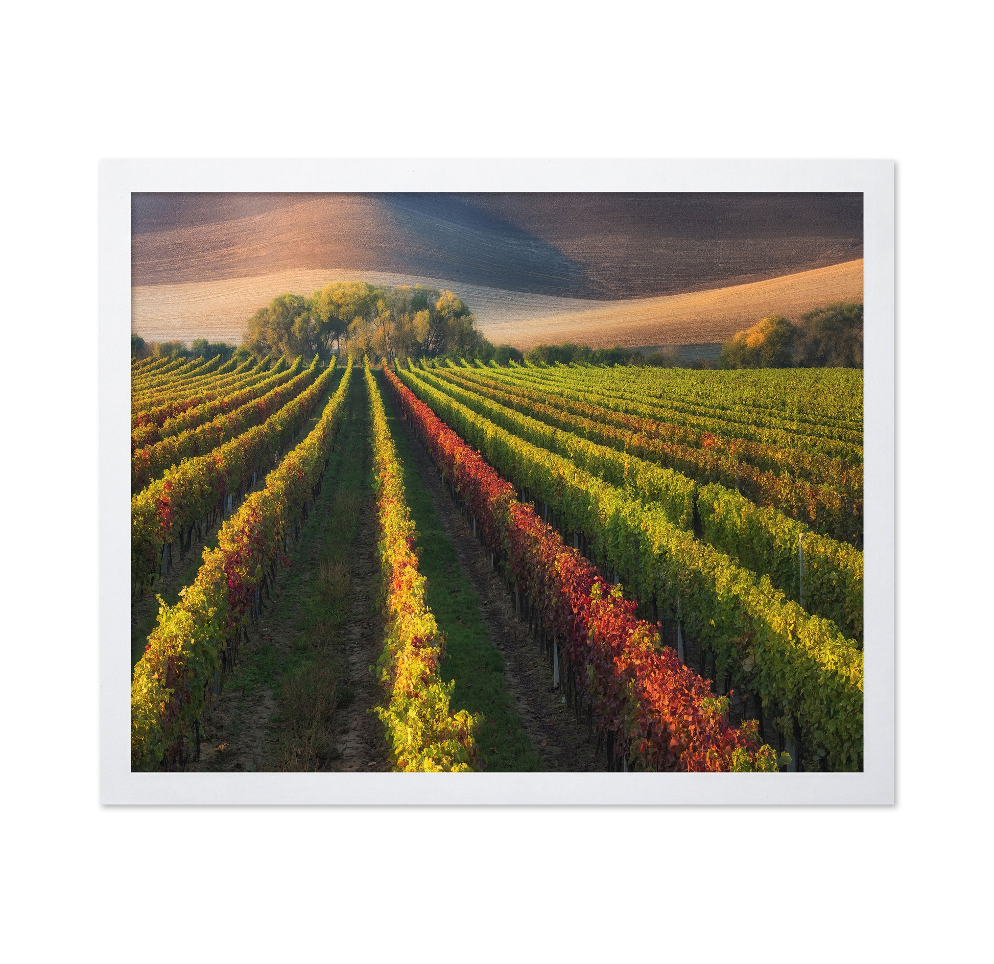 Vineyard in Autumn