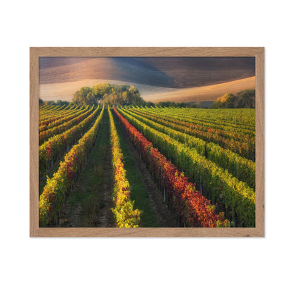 Vineyard in Autumn