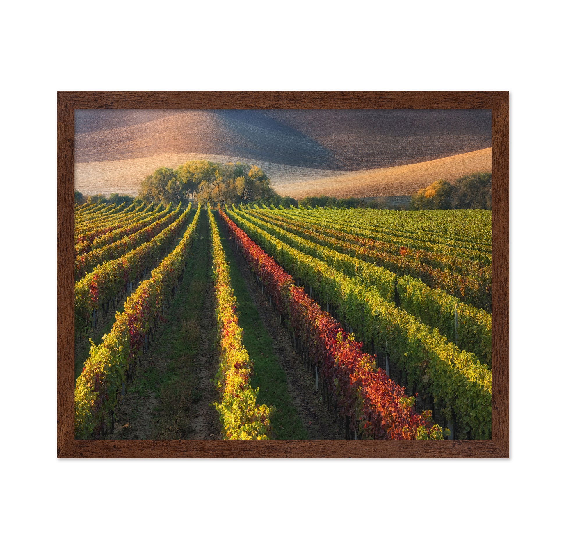 Vineyard in Autumn