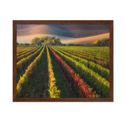 Vineyard in Autumn