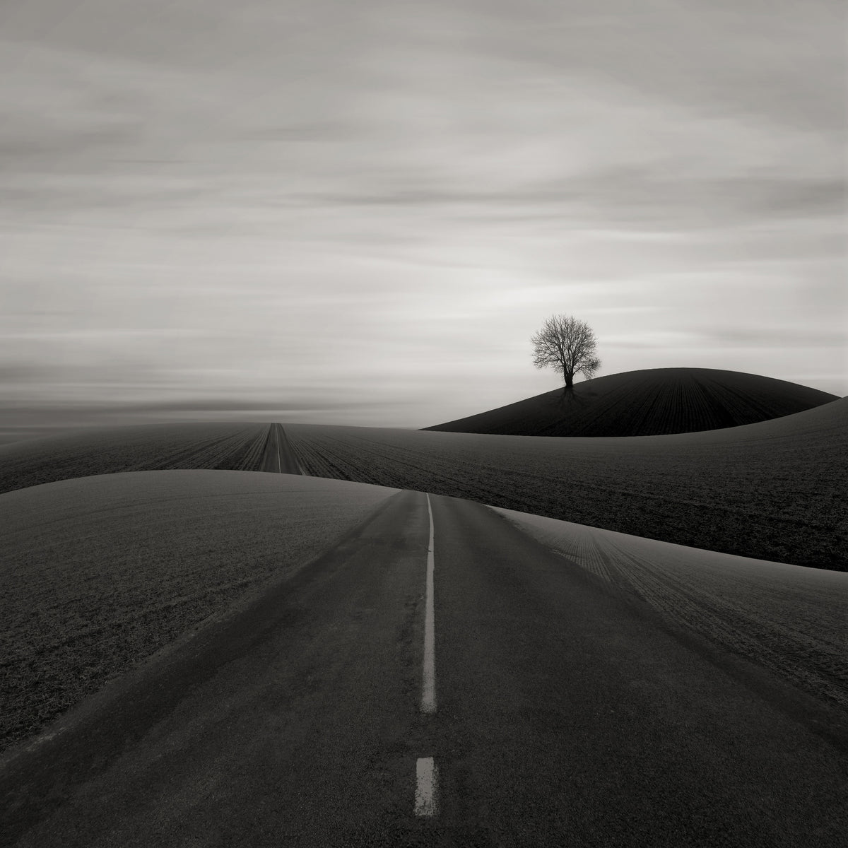 Solitary Tree on a Hill