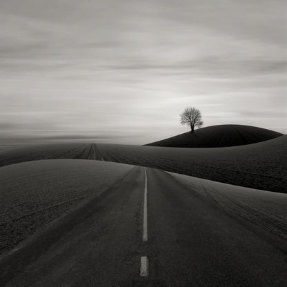 Solitary Tree on a Hill