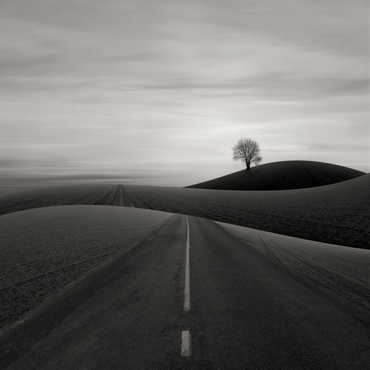 Solitary Tree on a Hill