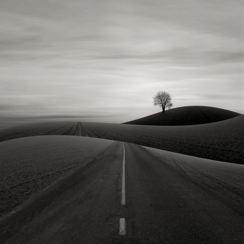 Solitary Tree on a Hill