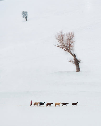 Solitary Shepherd