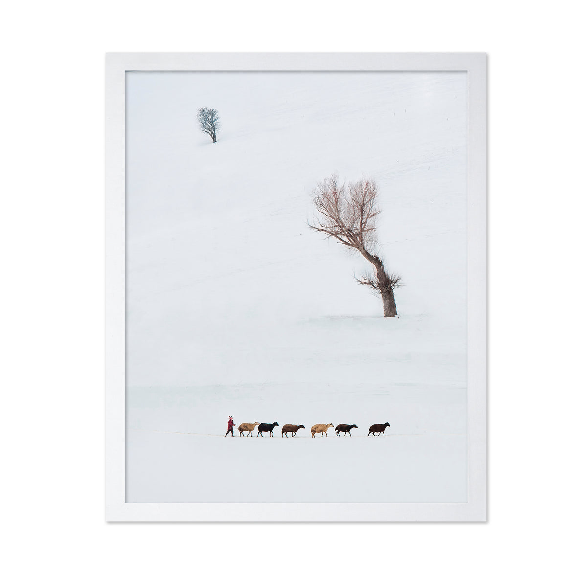 Solitary Shepherd