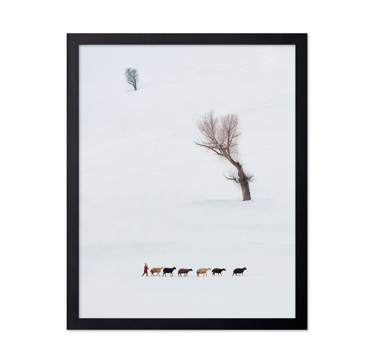 Solitary Shepherd