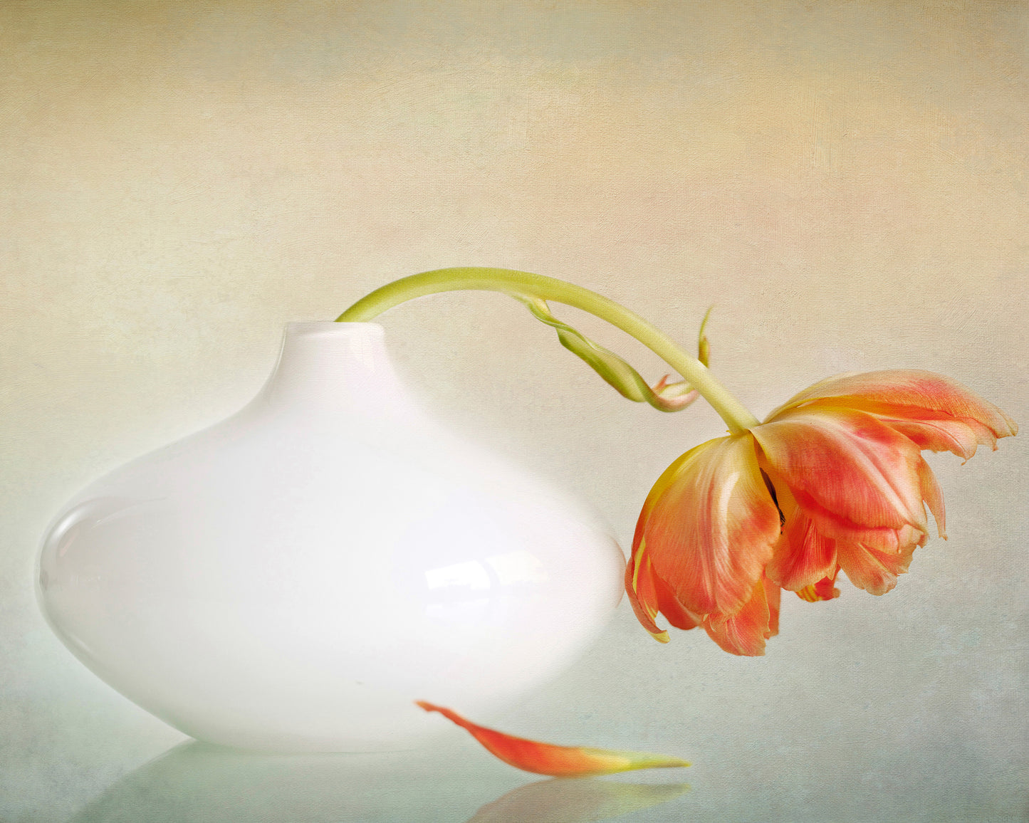 Wilting Tulip