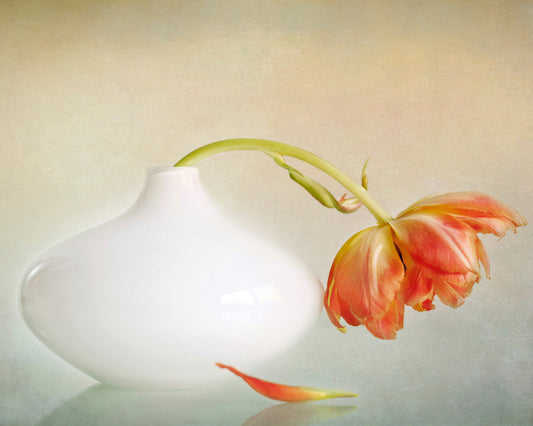 Wilting Tulip