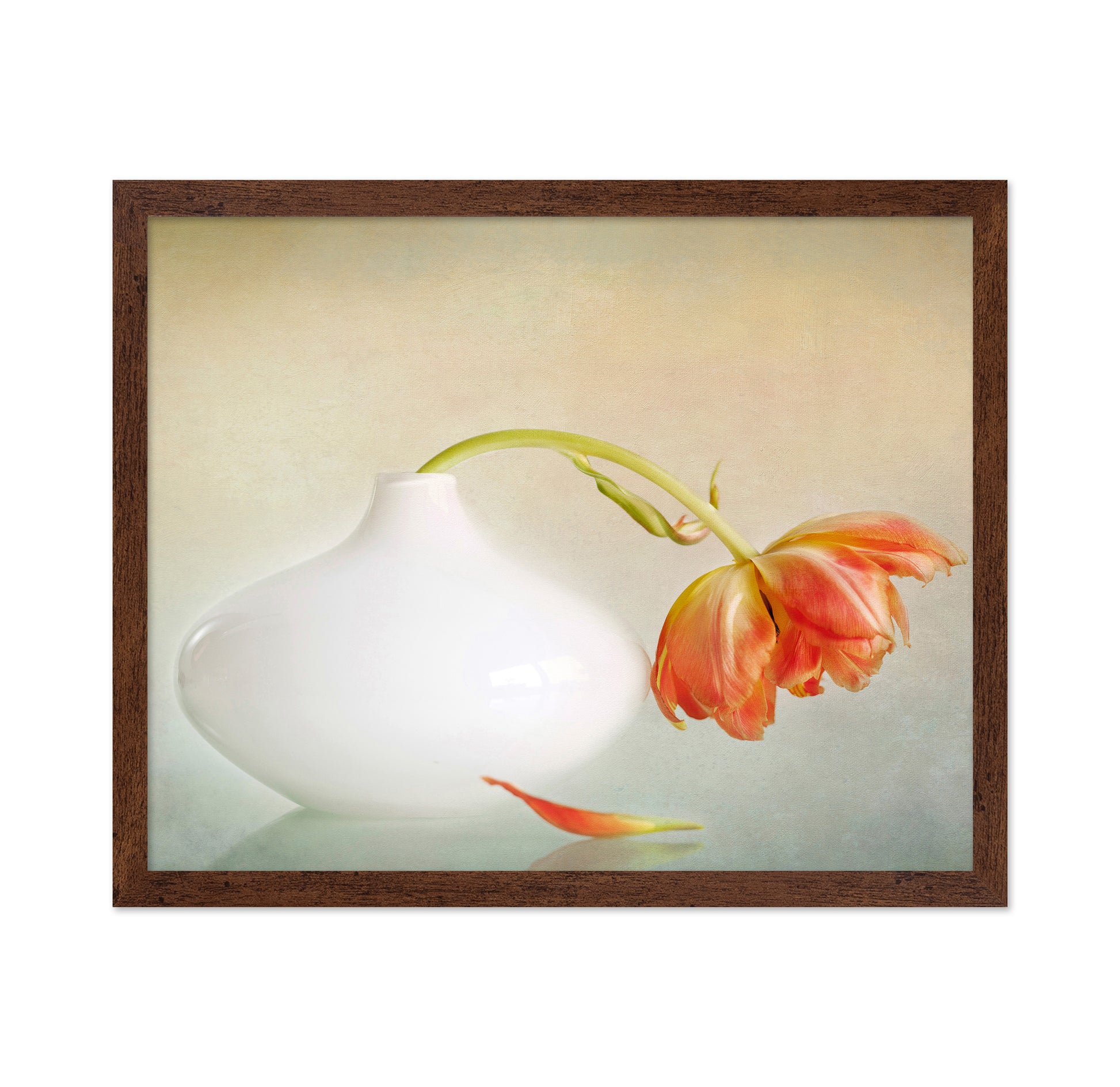 Wilting Tulip