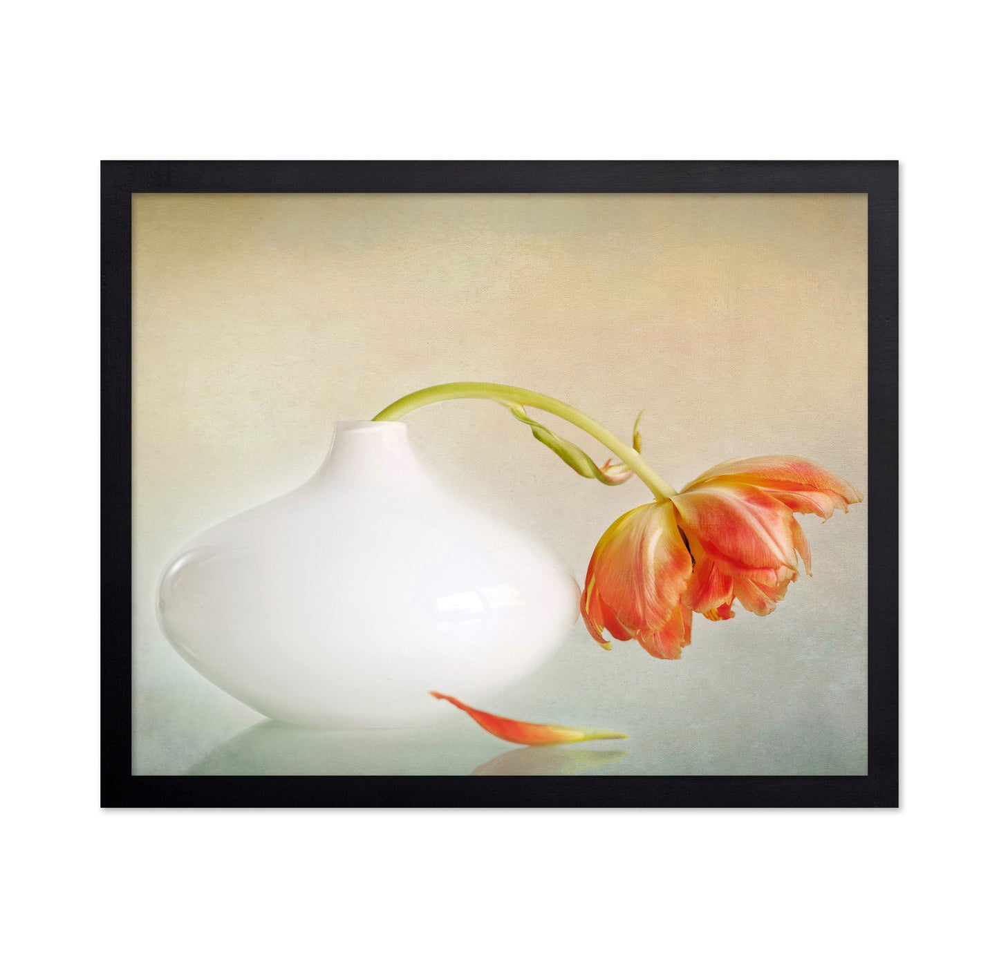 Wilting Tulip