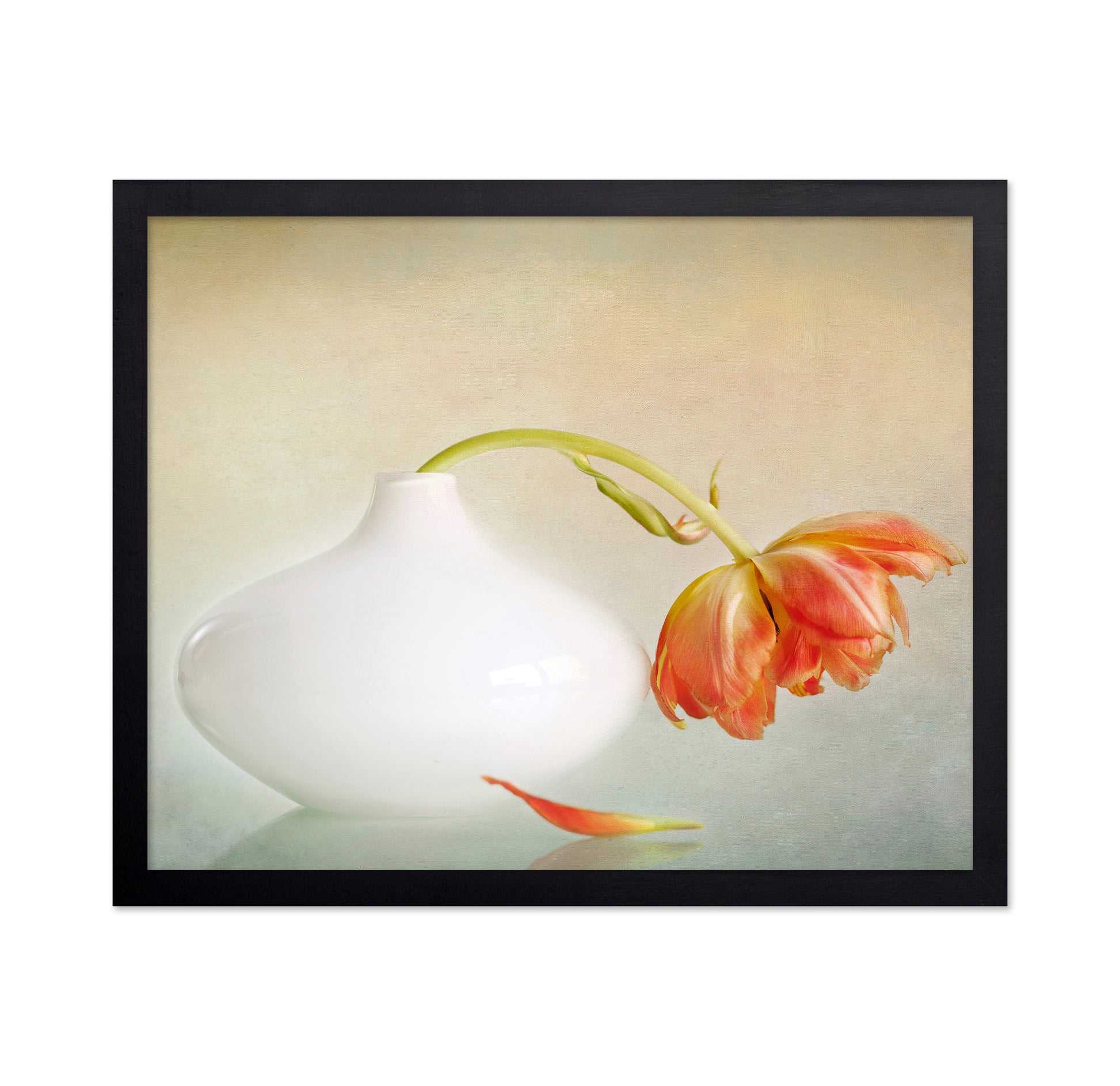 Wilting Tulip