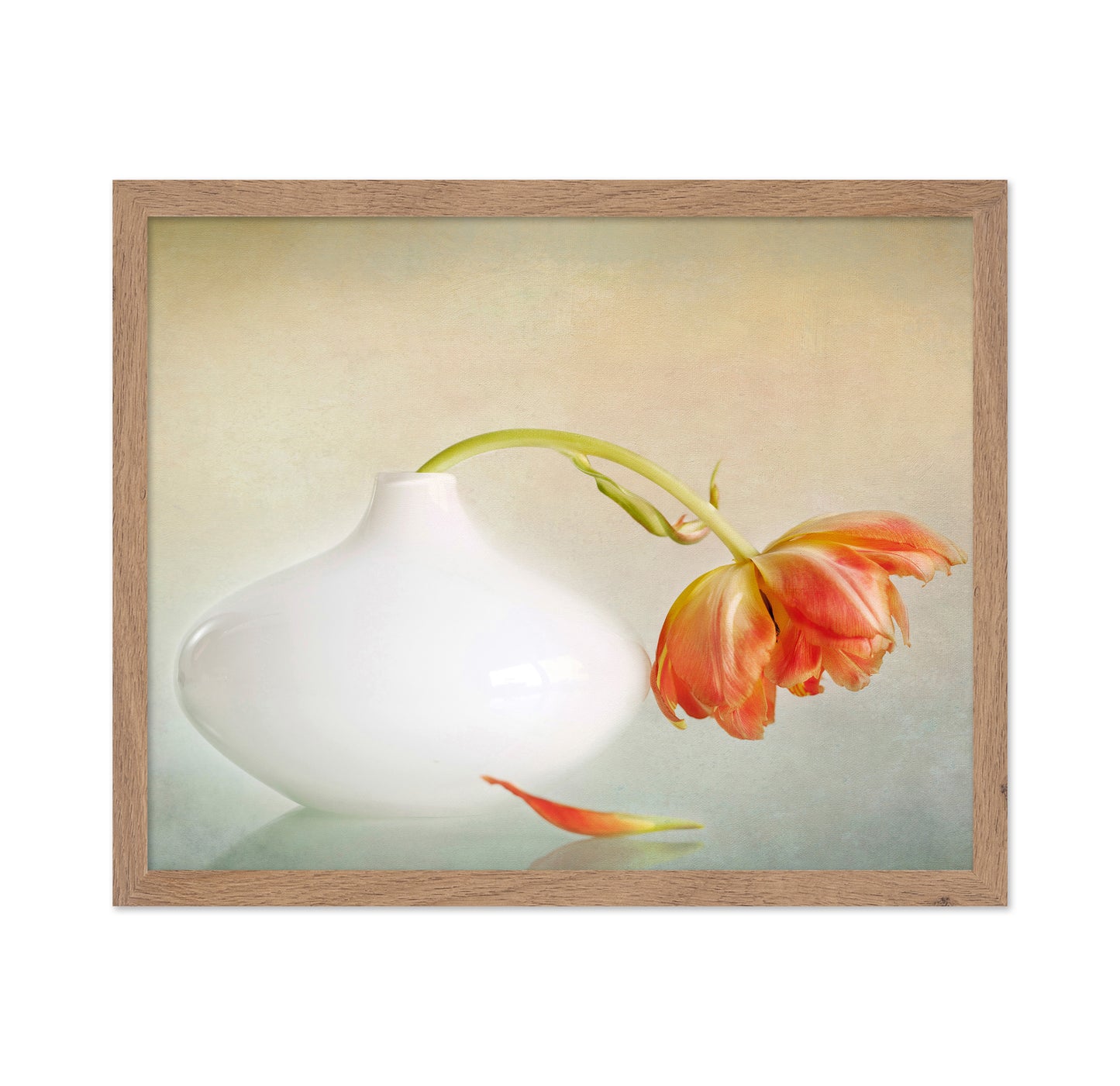 Wilting Tulip