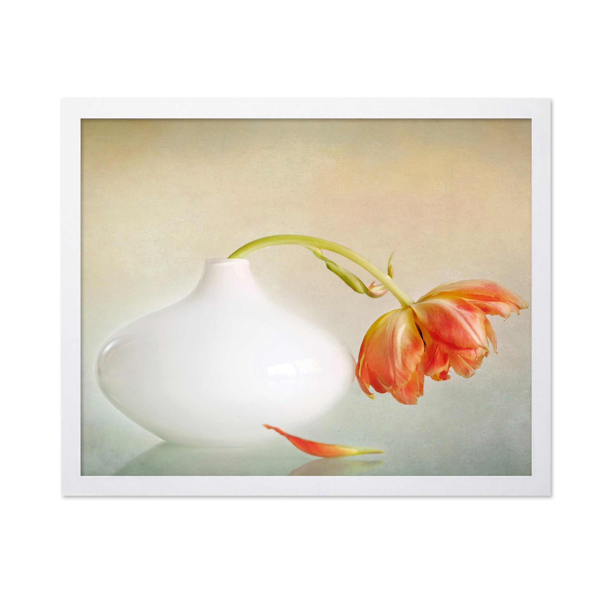 Wilting Tulip