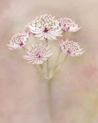 Astrantia Major