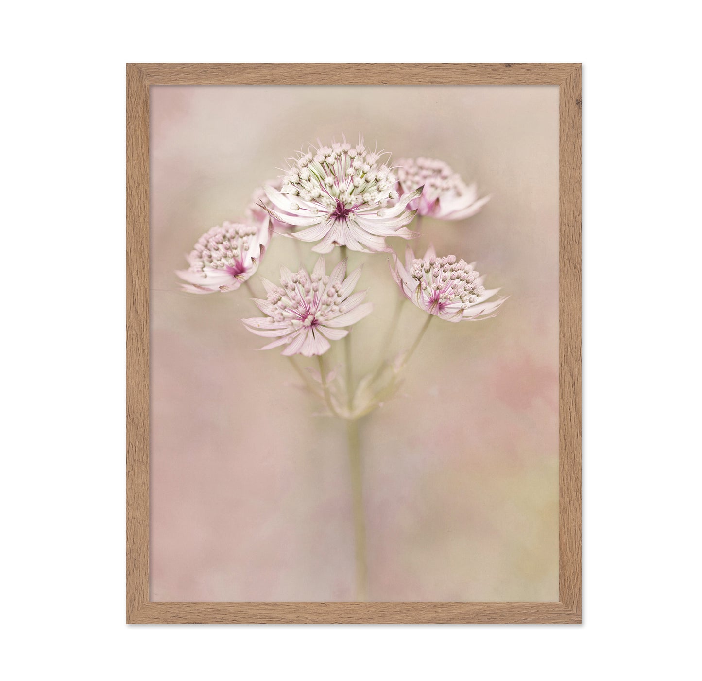 Astrantia Major