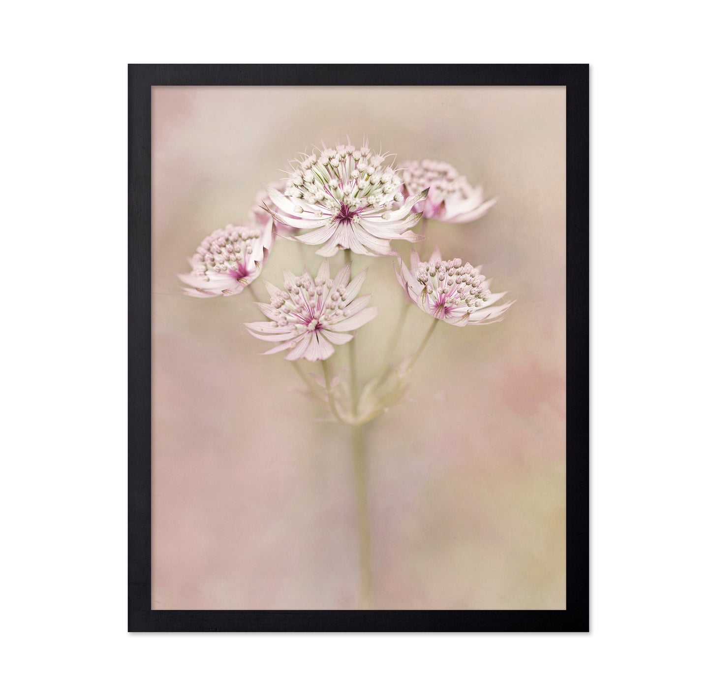 Astrantia Major