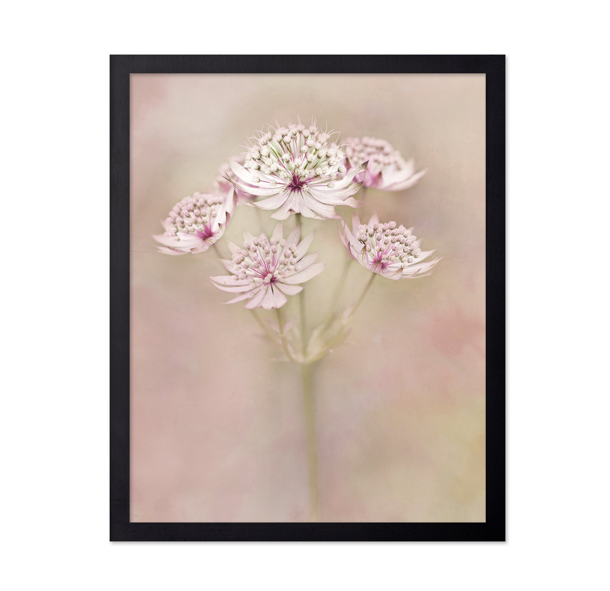 Astrantia Major