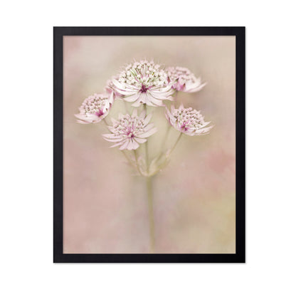 Astrantia Major