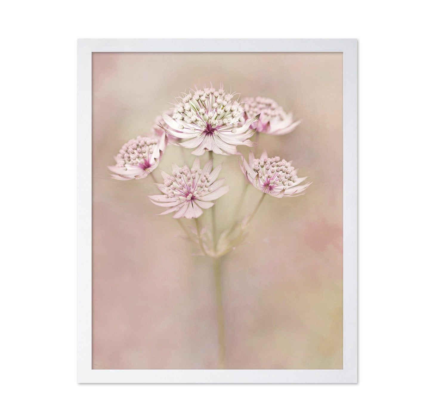 Astrantia Major