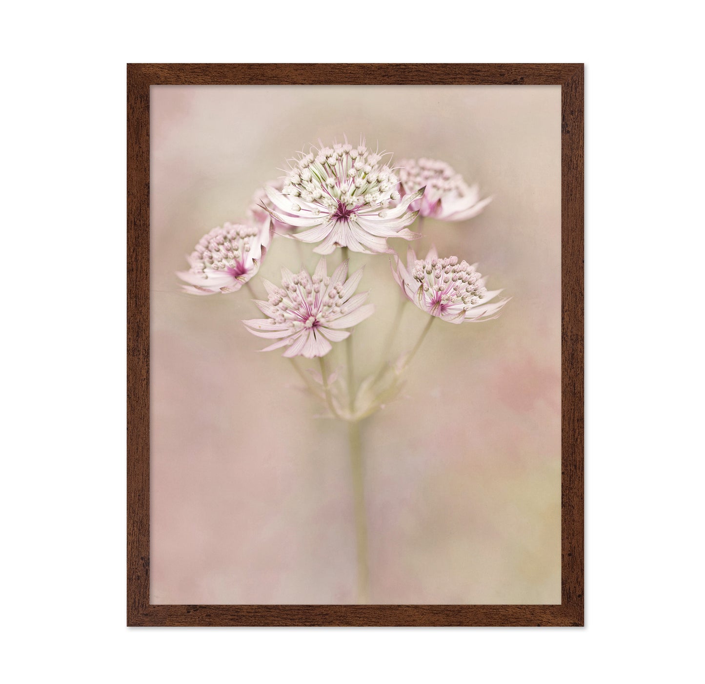 Astrantia Major