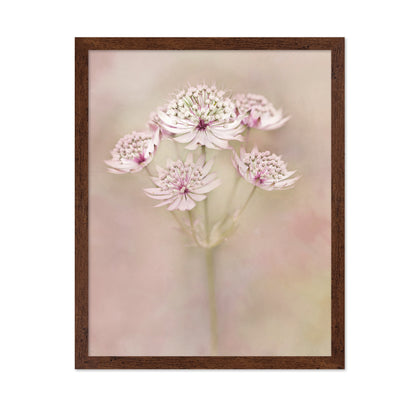Astrantia Major