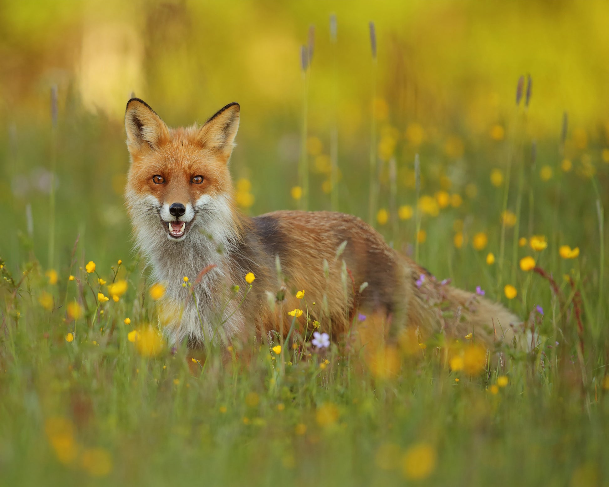 Fox in the Meadow