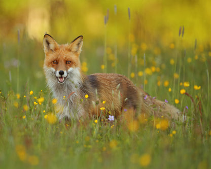 Fox in the Meadow
