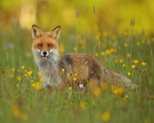 Fox in the Meadow