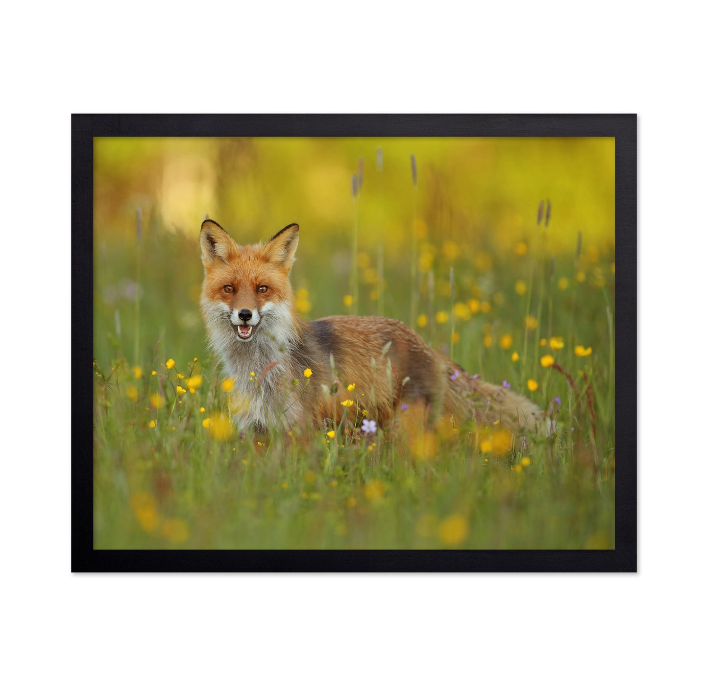 Fox in the Meadow