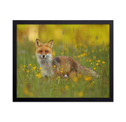Fox in the Meadow