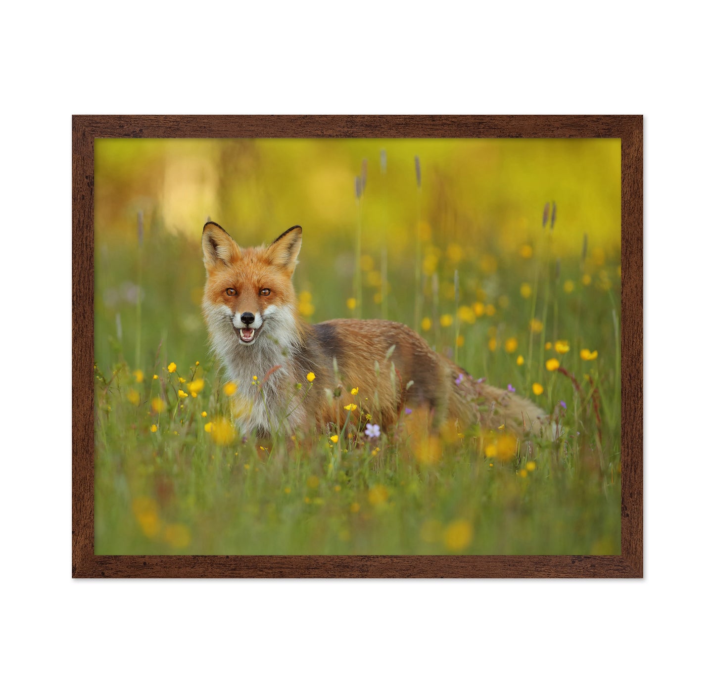 Fox in the Meadow