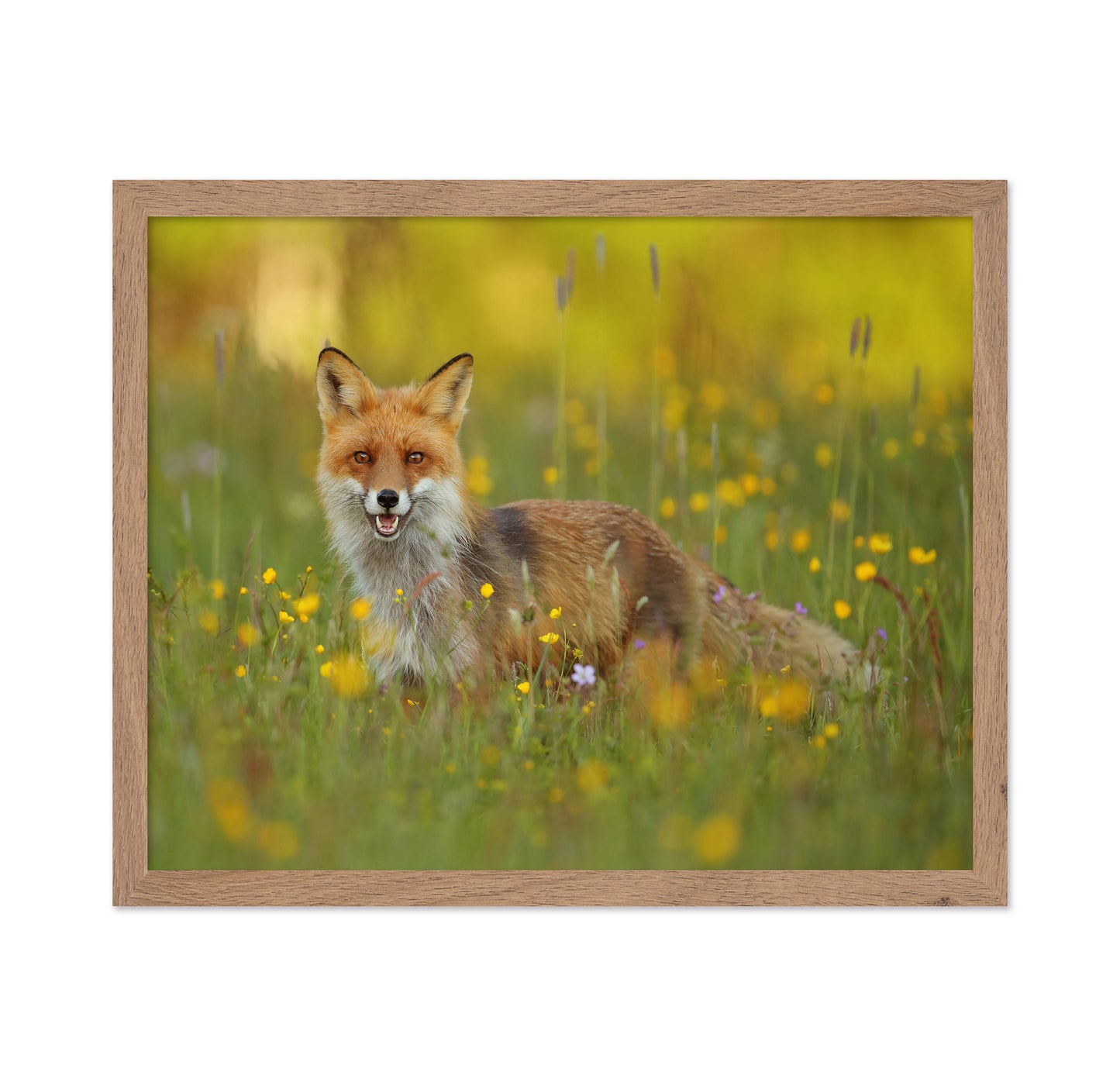 Fox in the Meadow