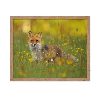 Fox in the Meadow
