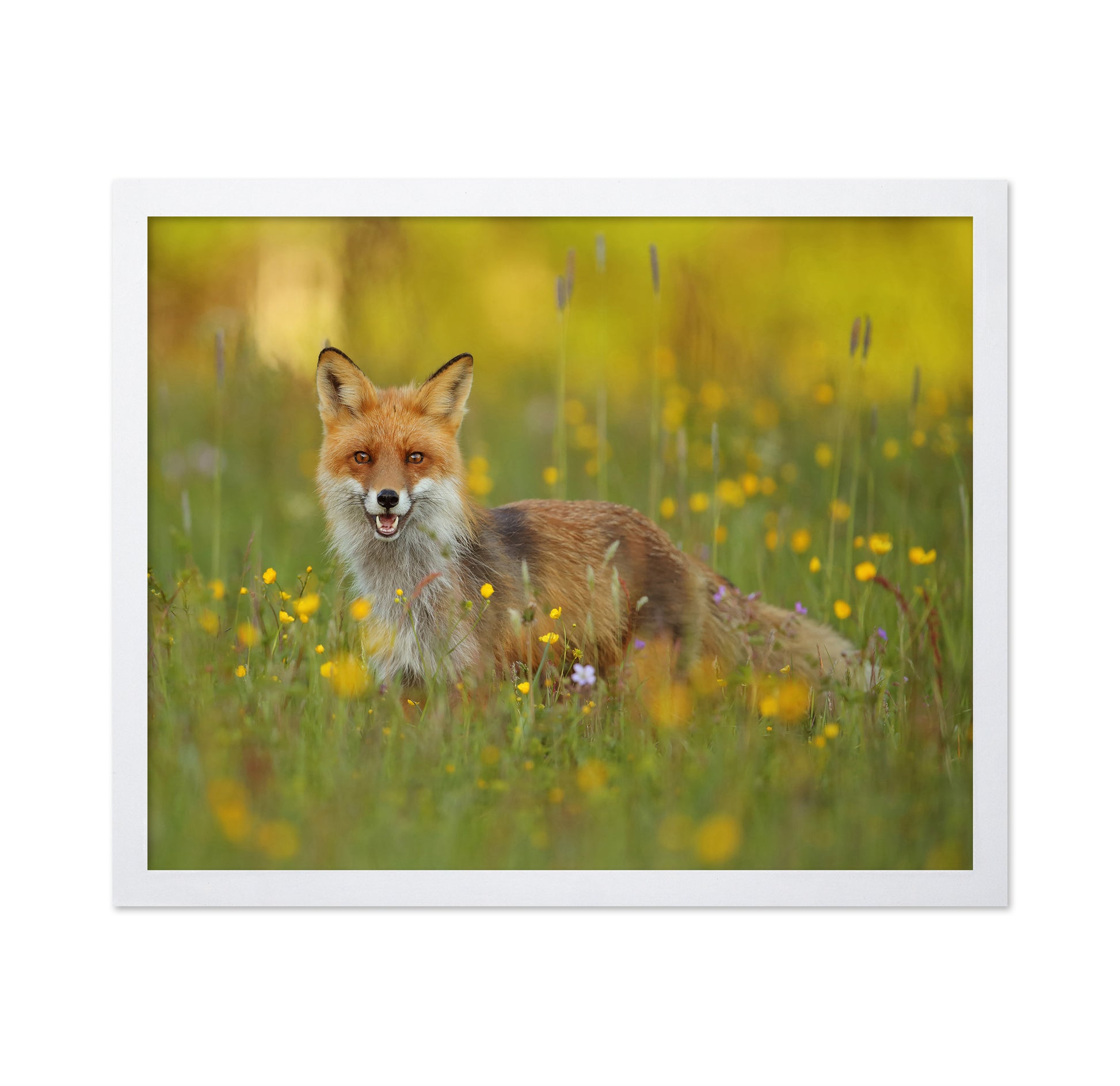 Fox in the Meadow