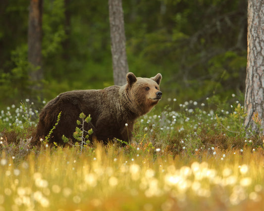 Brown Bear