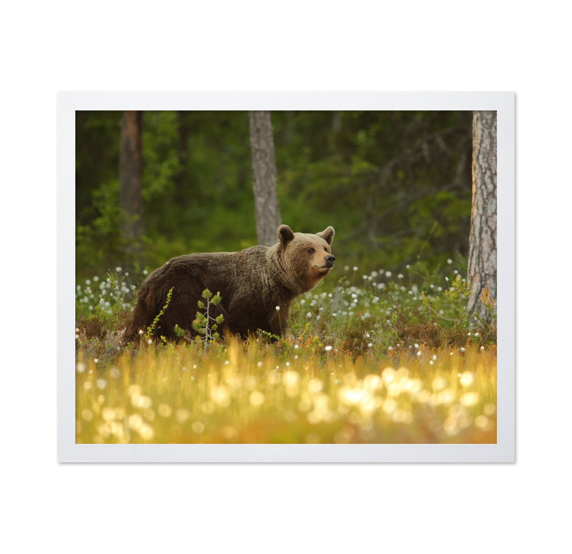Brown Bear