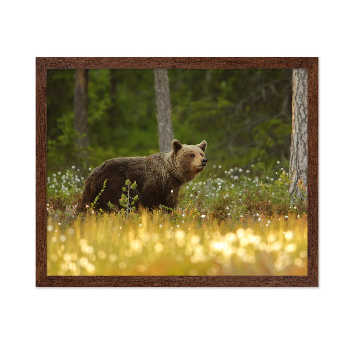 Brown Bear