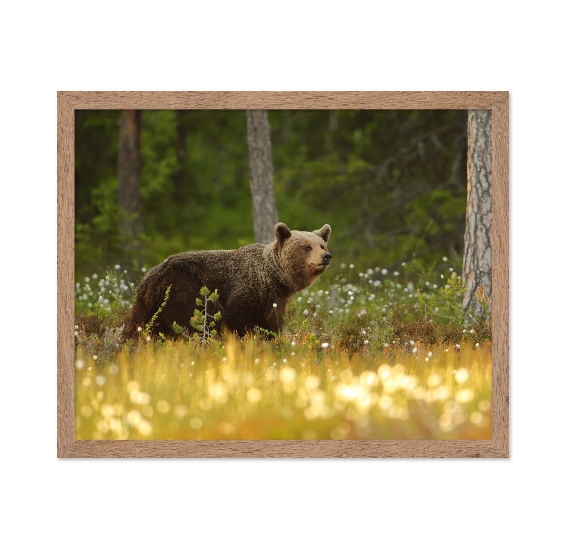 Brown Bear