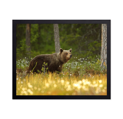 Brown Bear