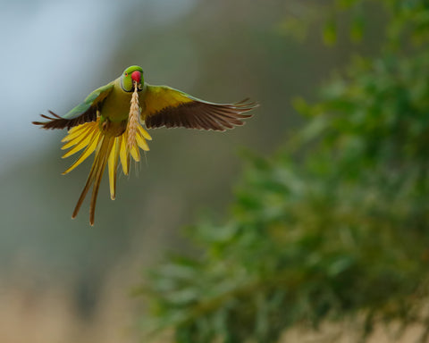 Rose-Ringed Parakeet