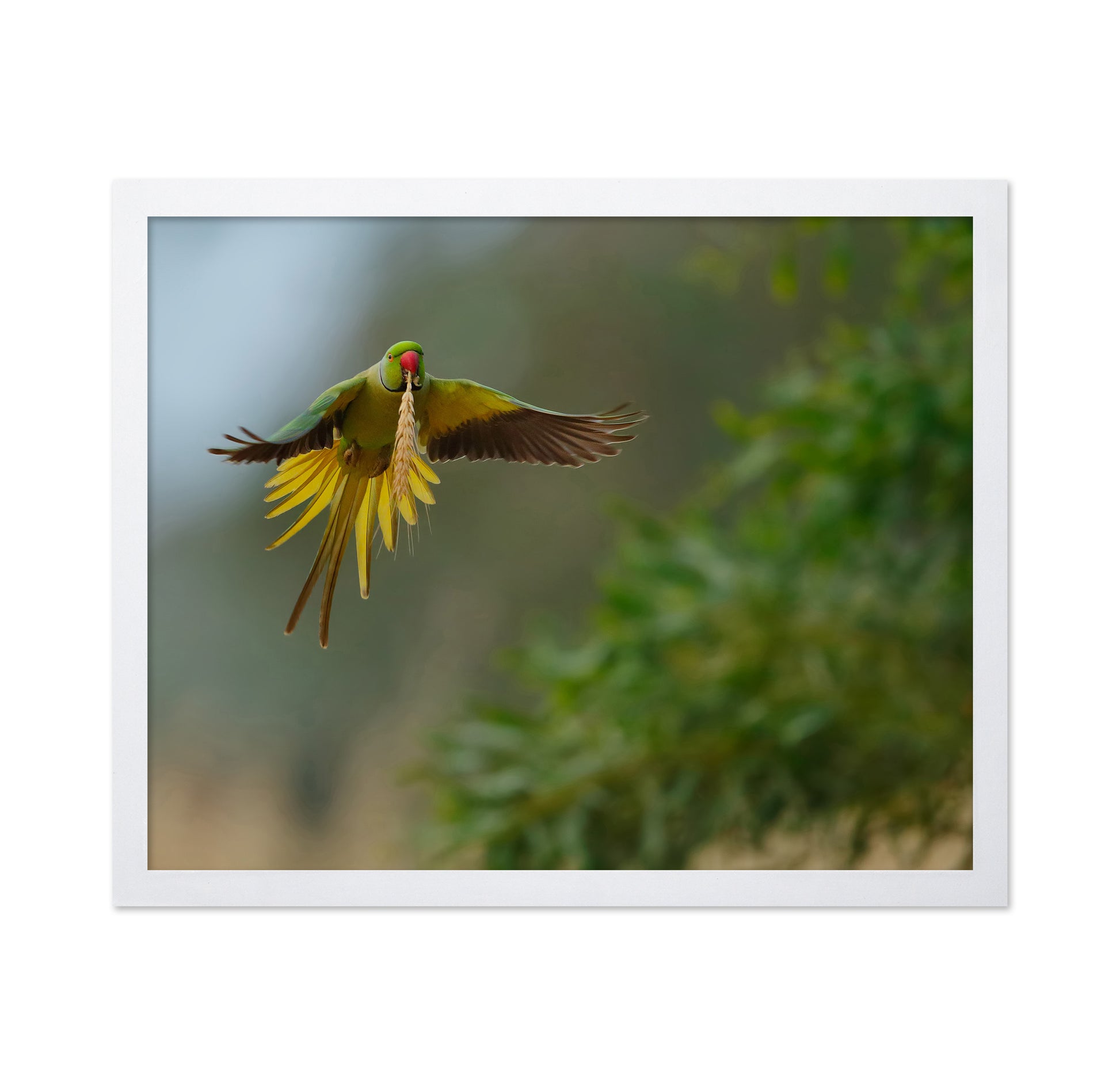 Rose-Ringed Parakeet