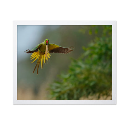 Rose-Ringed Parakeet