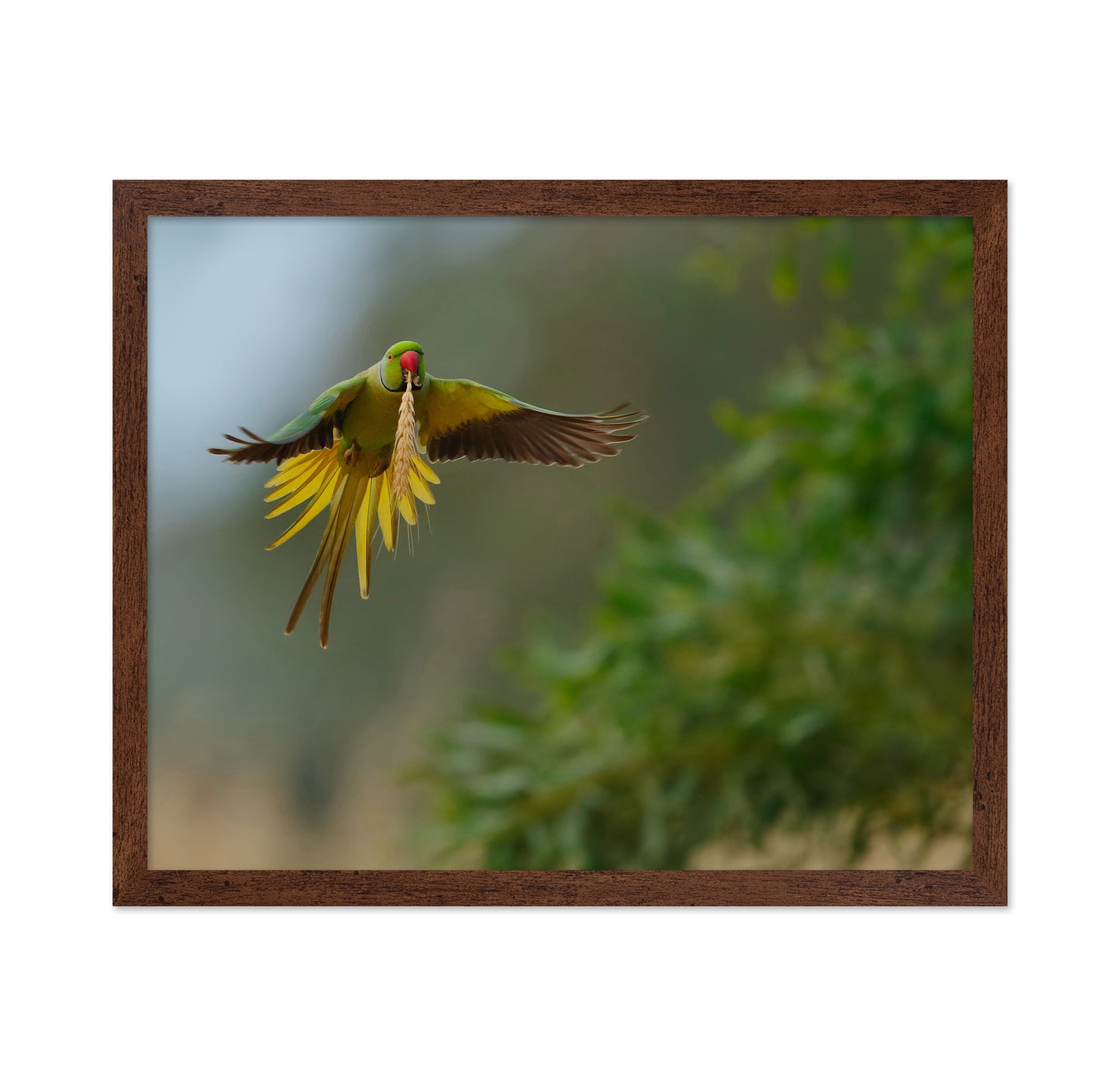 Rose-Ringed Parakeet