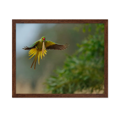 Rose-Ringed Parakeet