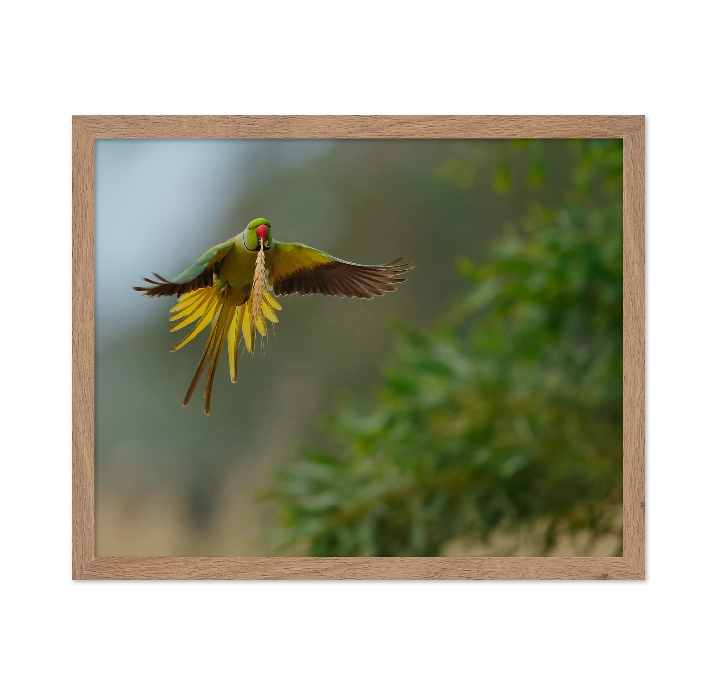 Rose-Ringed Parakeet