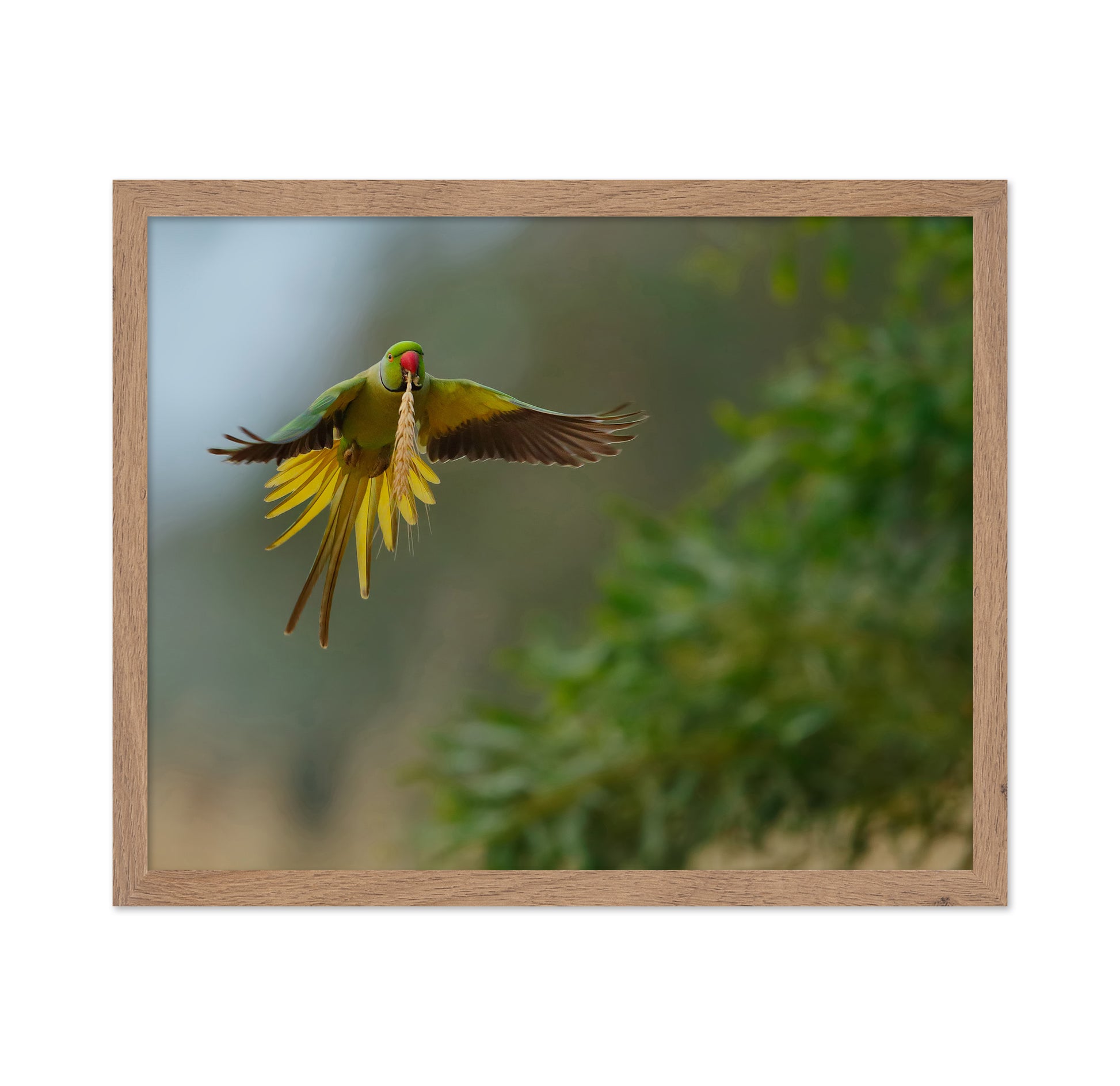 Rose-Ringed Parakeet