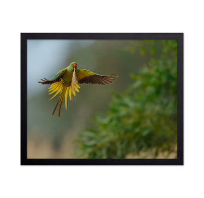 Rose-Ringed Parakeet